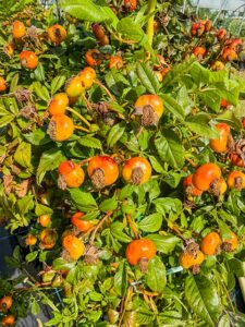 Rosa Rugosa Kartoffelrose