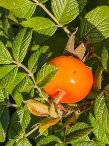 Rosa Rugosa Strandperle Amrum