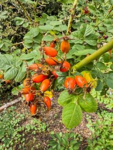 Rosen liefern Hagebutten