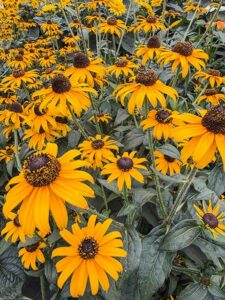 Rudbeckien