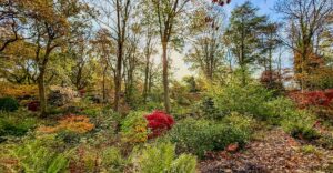 Waldstimmung im Herbst