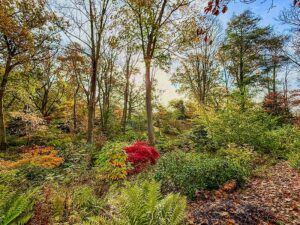 Waldstimmung im Herbst