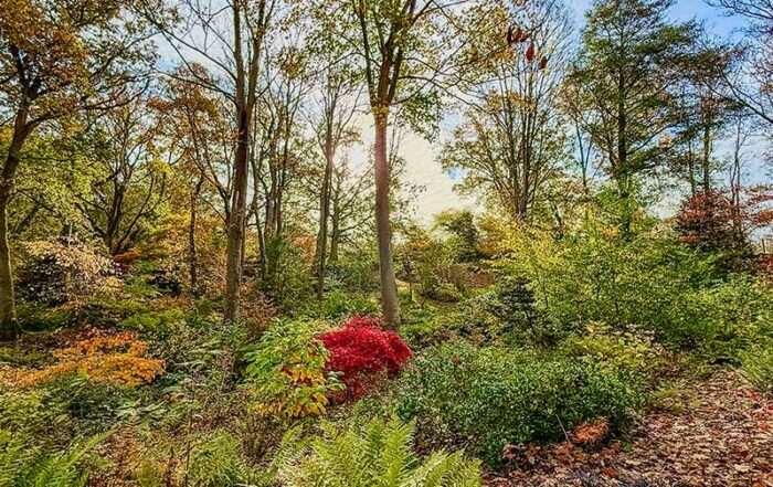 Waldstimmung im Herbst