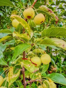 Zierapfel "Golden Hornet"
