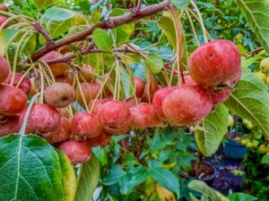 Zierapfel Rudolph