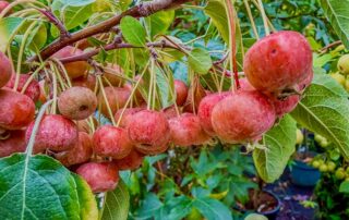 Zierapfel Rudolph
