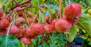 Zierapfel Rudolph