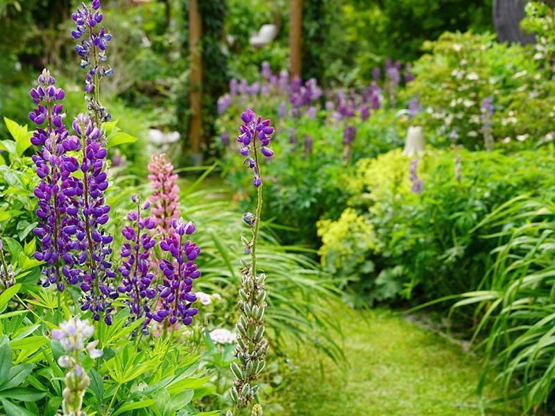 Bild: Leopold Mayrhofer/Natur im Garten