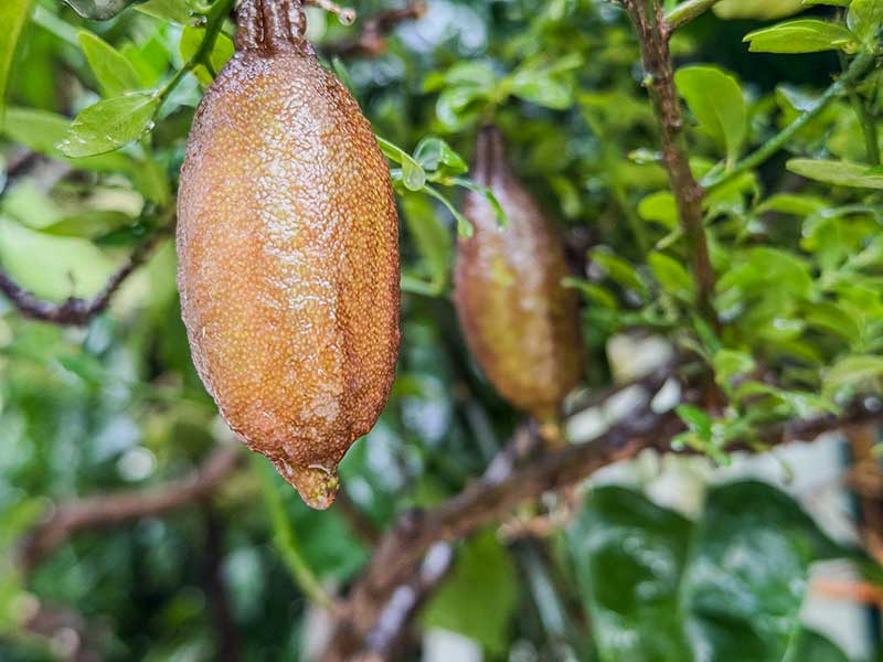 Australische Limette