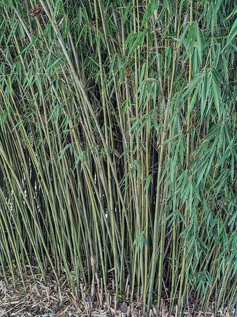 Bambus „Fargesia robusta“ Bambus "Fargesia robusta"