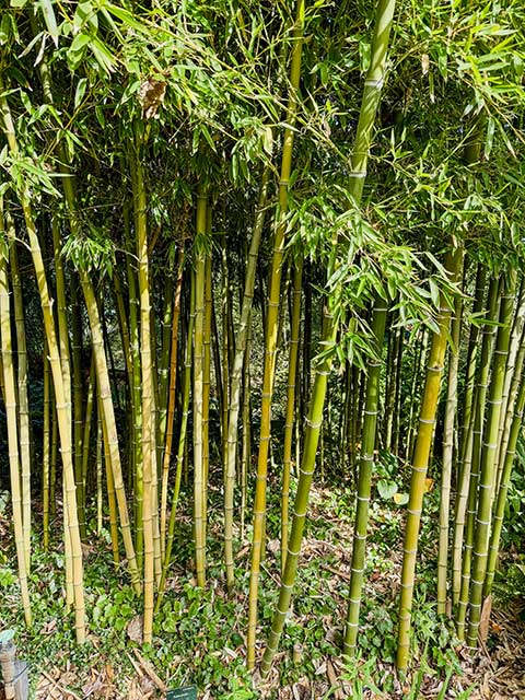Bambus „Pyhllostachys parvifolia“ Bambus "Pyhllostachys parvifolia"