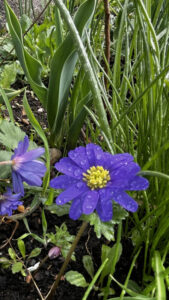 Strahlenanemone