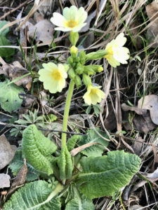 Schl&uuml;sselblume