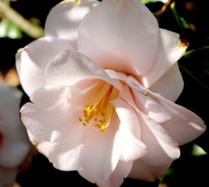 Kamelienbl&uuml;te