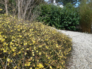 Winter-Jasmin am 24.02.23