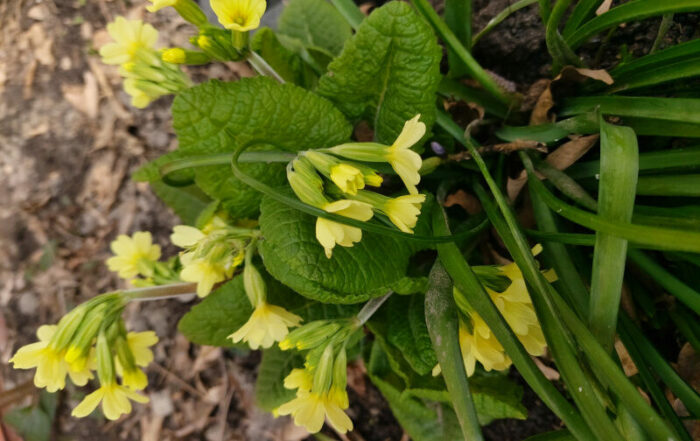 Frühlingsboten