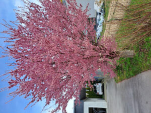 Traum in Rosa