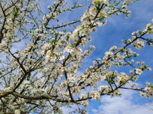 Kriecherlbaum in Vollbl&uuml;te