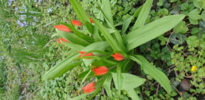 Fr&uuml;hlingswiese
