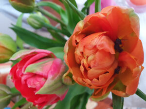 Tulpen Tulpen Tulpen