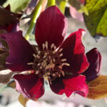 Rote Christrose