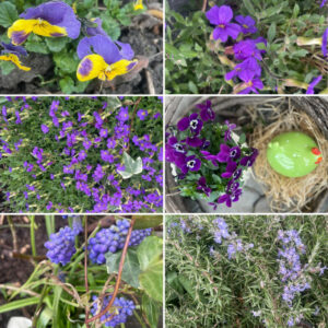 Marlies Martin Violetta im Garten