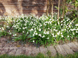 Fr&uuml;hlingsknotenblumen