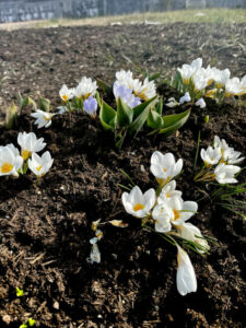 Krokus