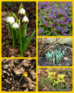 Fr&uuml;hling