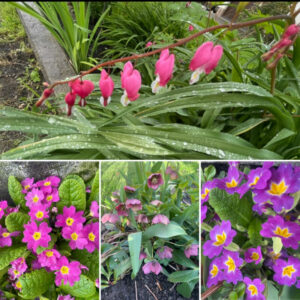 Viva Nagenta im Garten ( Marliese Martin