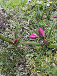 Erste Tulpen