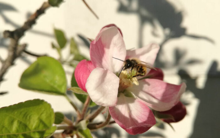 Wildbiene an der Apfelblüte