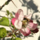 Wildbiene an der Apfelblüte