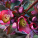 Lenzrose