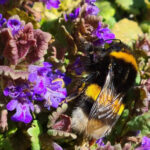 Hummel