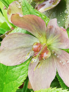 Christrose