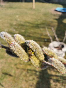 Flei&szlig;iges Bienchen