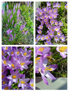Krokusse