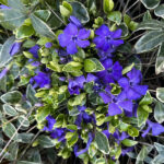 Vinca Minor
