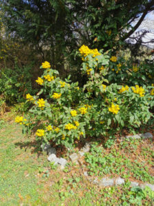 Mahonie in voller Bl&uuml;te