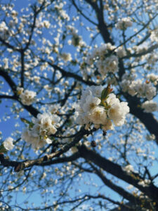 Kirschbl&uuml;te