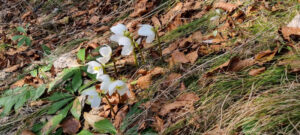 Ederer's Gartentr&auml;ume