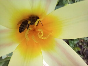 Bienenparadies, Alpengarten Wien