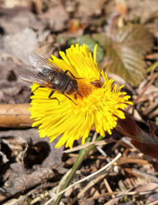 Fr&uuml;hling
