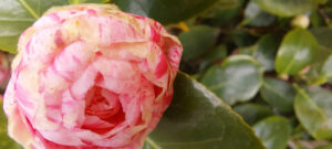 Camelia