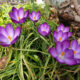 Krokusse 2023