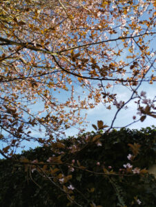 Fr&uuml;hling