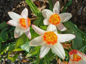 Wildtulpen