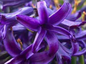 Lila Sternentraum
