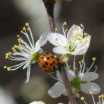 Frühlingssonne